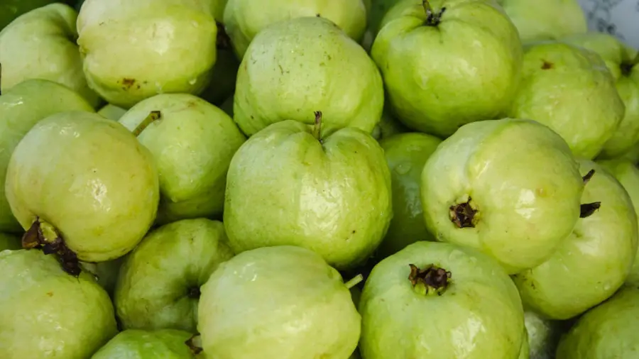 guava-plantation