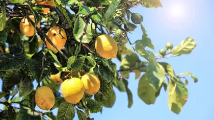 lemons Galore