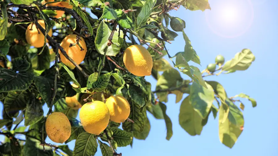 lemons Galore