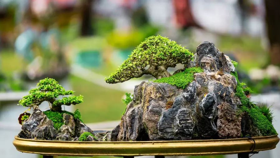 Bonsai-Styling