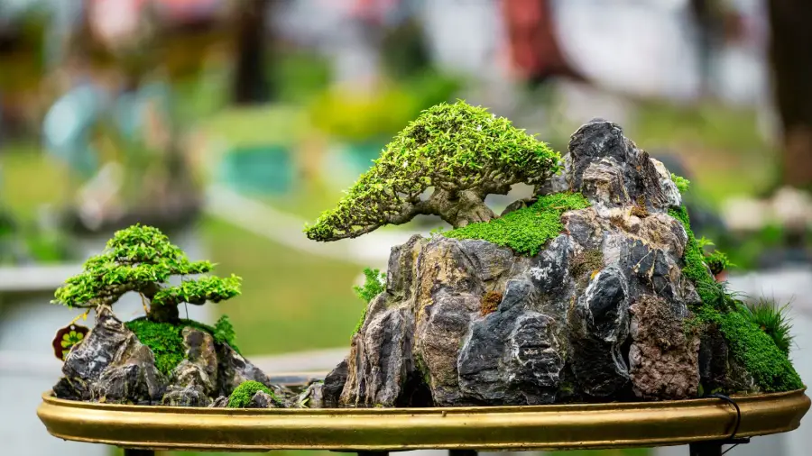 Bonsai-Styling