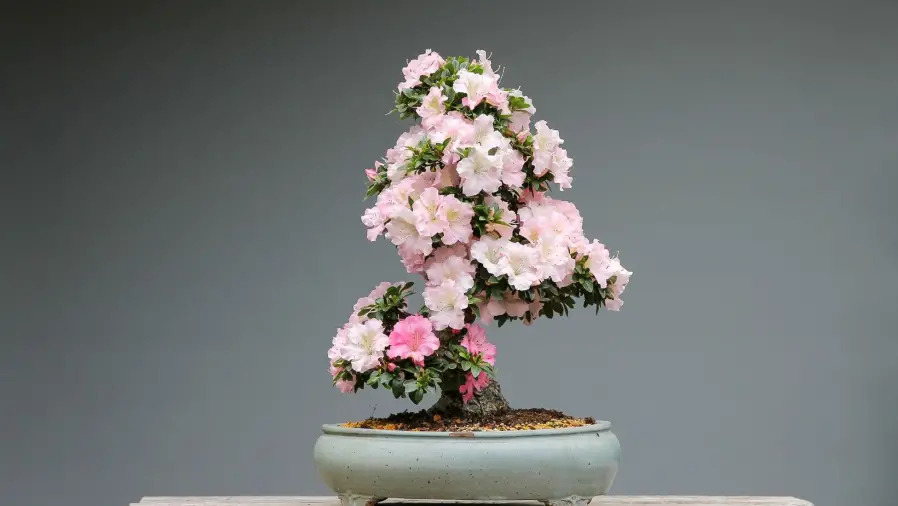 Bonsai Styling