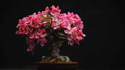 Bonsai-Trees