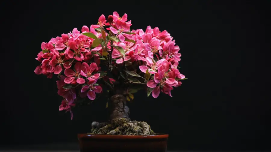Bonsai-Trees