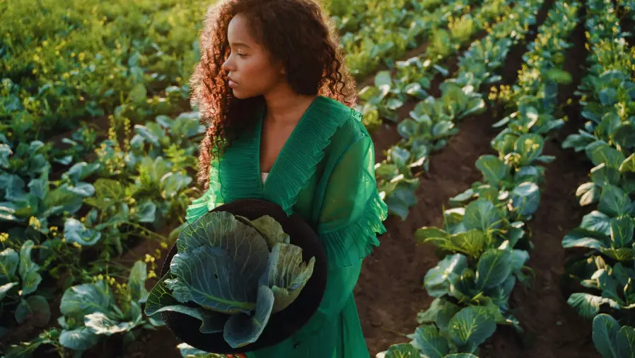 Cabbages-plantation