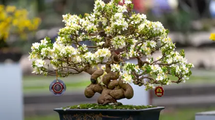bonsai-care-blooming