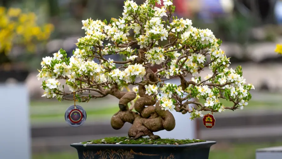bonsai-care-blooming