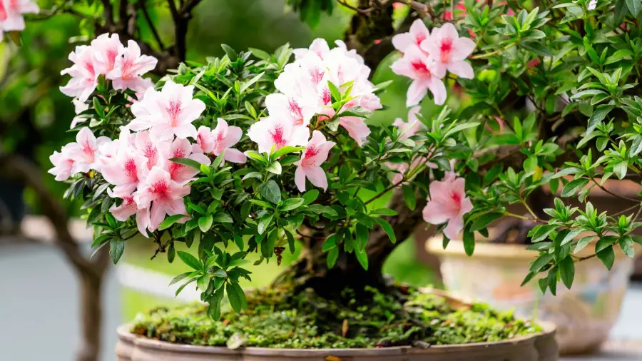 Bonsai-Artistry