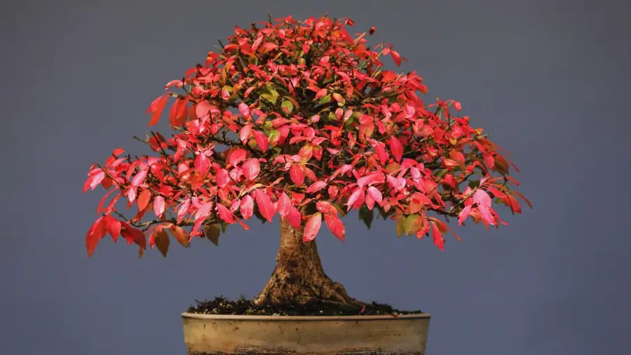 Bonsai-Bliss