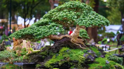 Bonsai-Plants