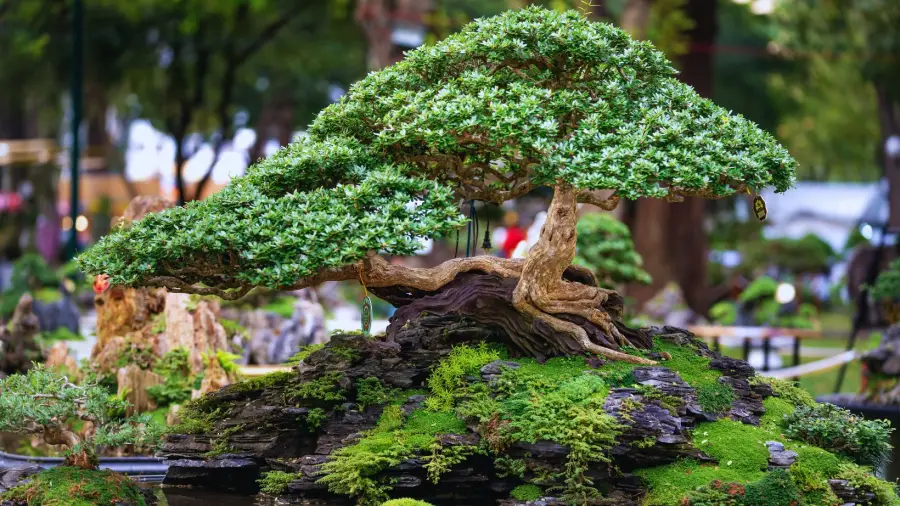 Bonsai-Plants