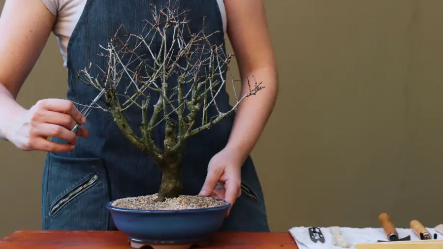 Bonsai-Pruning