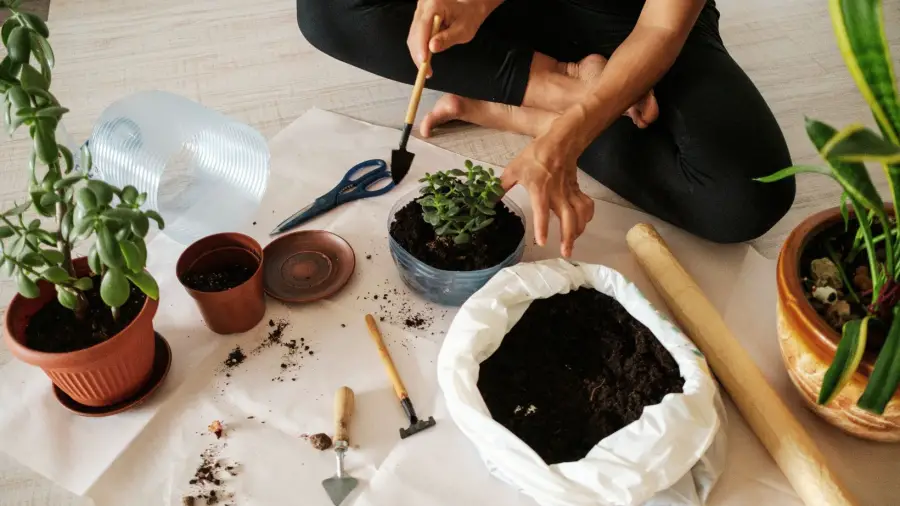 Bonsai-Repotting
