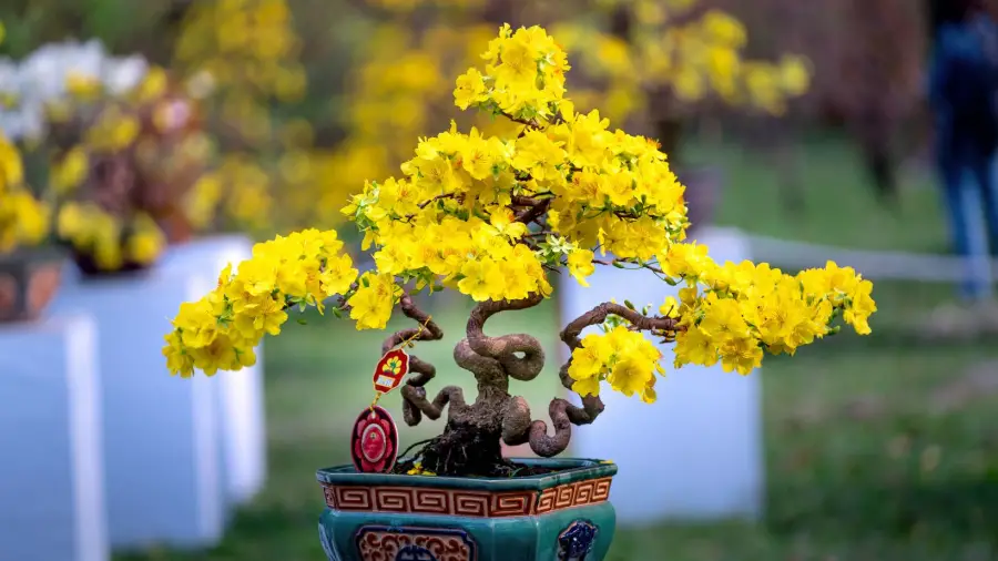 Bonsai-Techniques