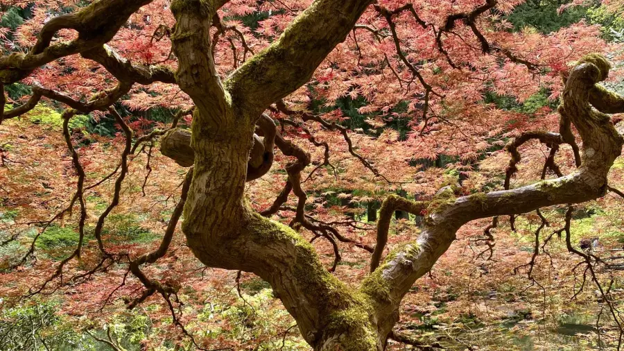 Bonsai