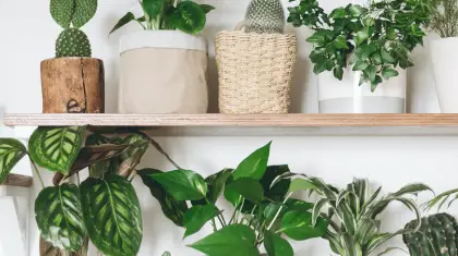 Indoor Gardening: Greenery and Fresh Air Inside Your Home