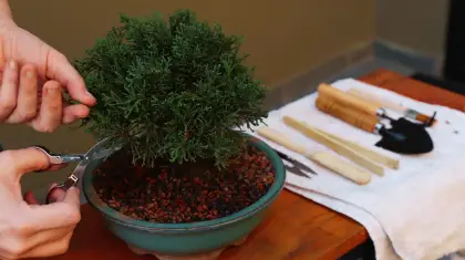 Bonsai-And-Mindfulness
