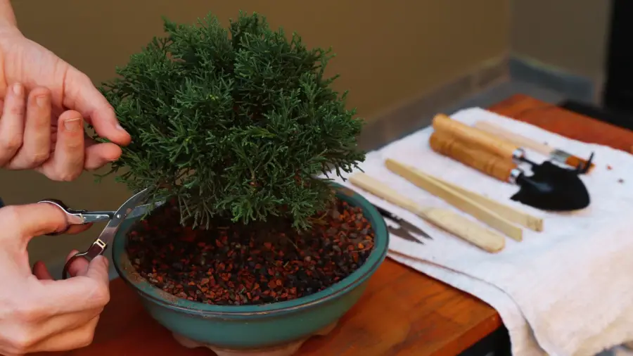 Bonsai-And-Mindfulness