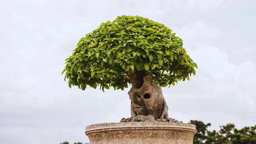 Bonsai-Care-Guide