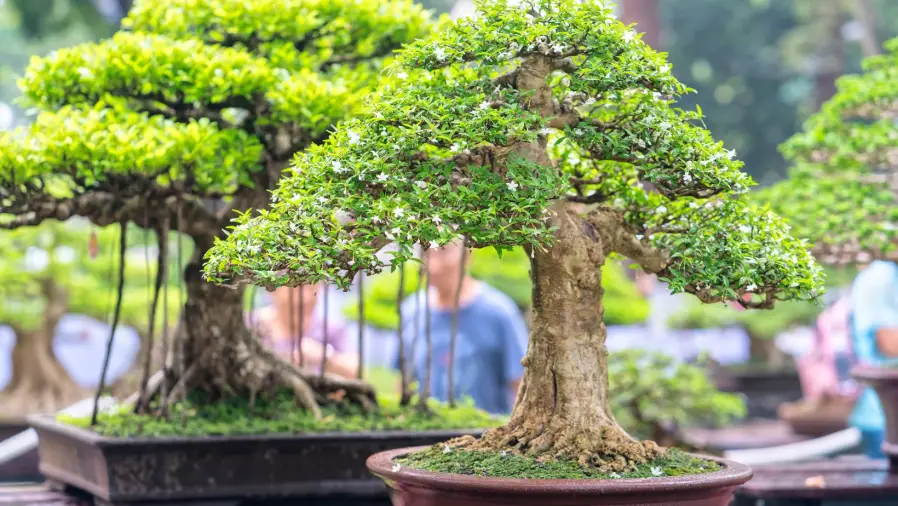 Bonsai-Exhibitions