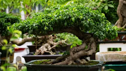 Bonsai-Health