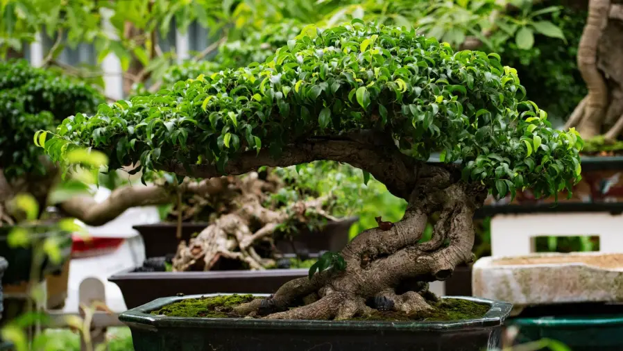 Bonsai-Health