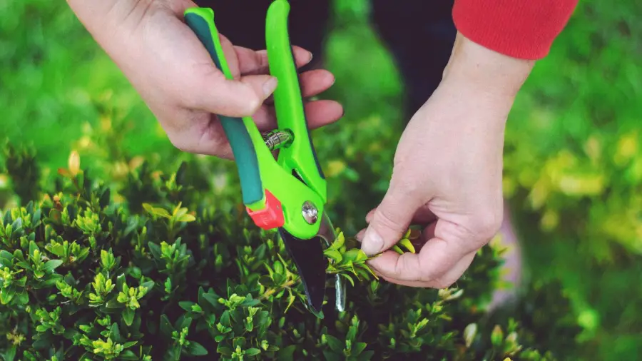 Bonsai-Pruning