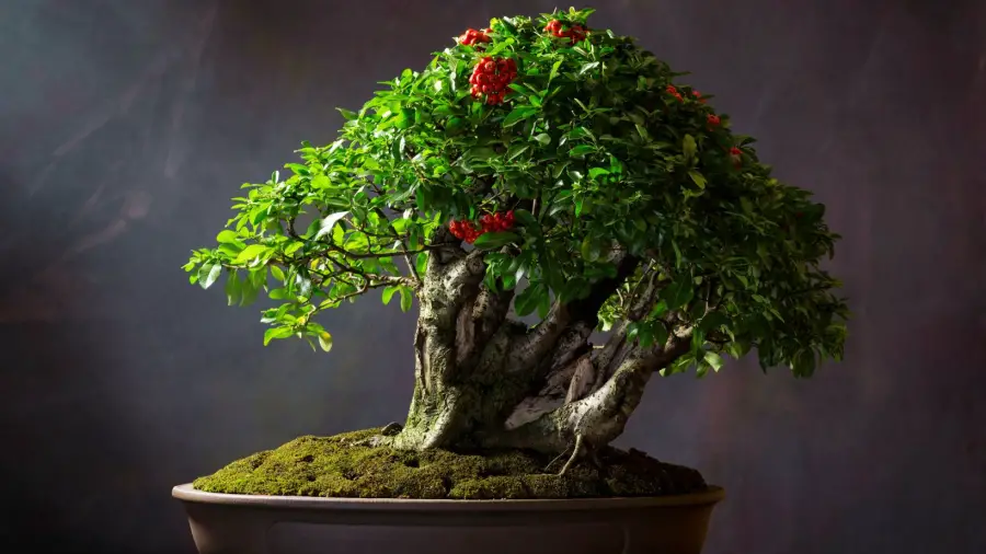 Bonsai-Soil-And-Pot-Selection