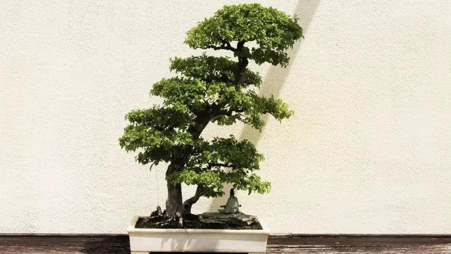 Bonsai-Species