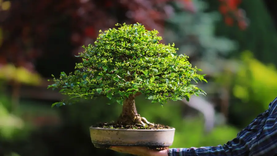 Bonsai-Styles