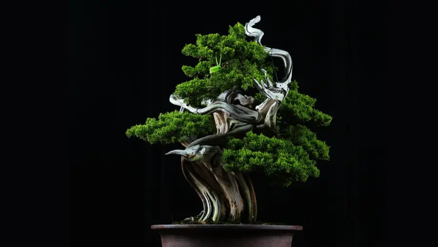Bonsai-Techniques