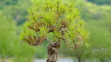 Bonsai-Wire-Techniques