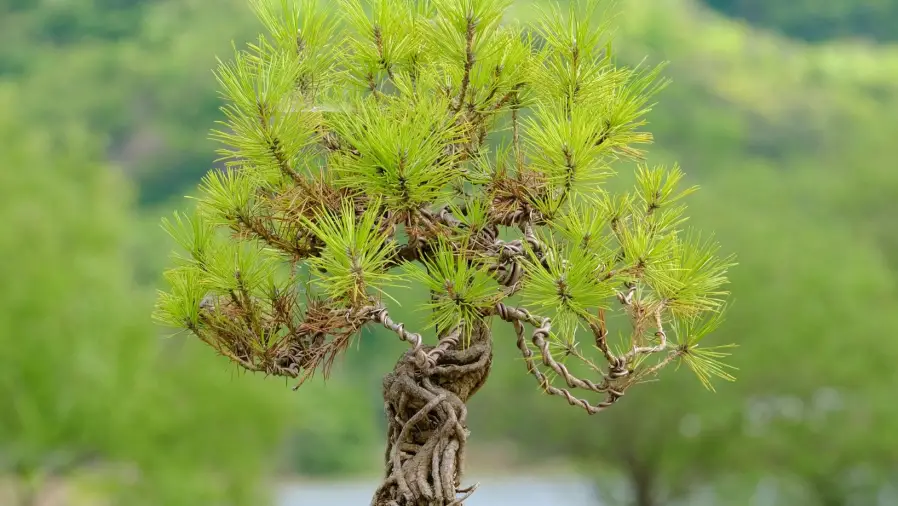 Bonsai-Wire-Techniques