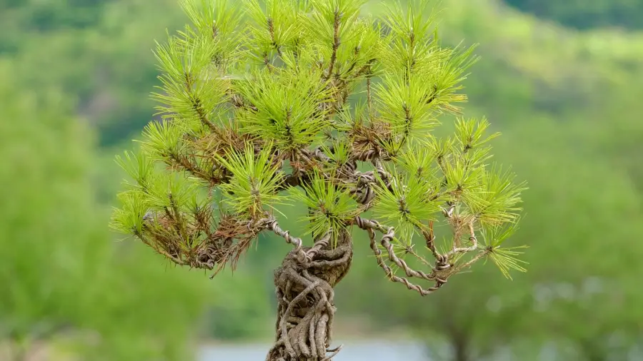 Bonsai-Wire-Techniques