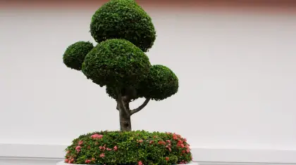 Bonsai-Wonders