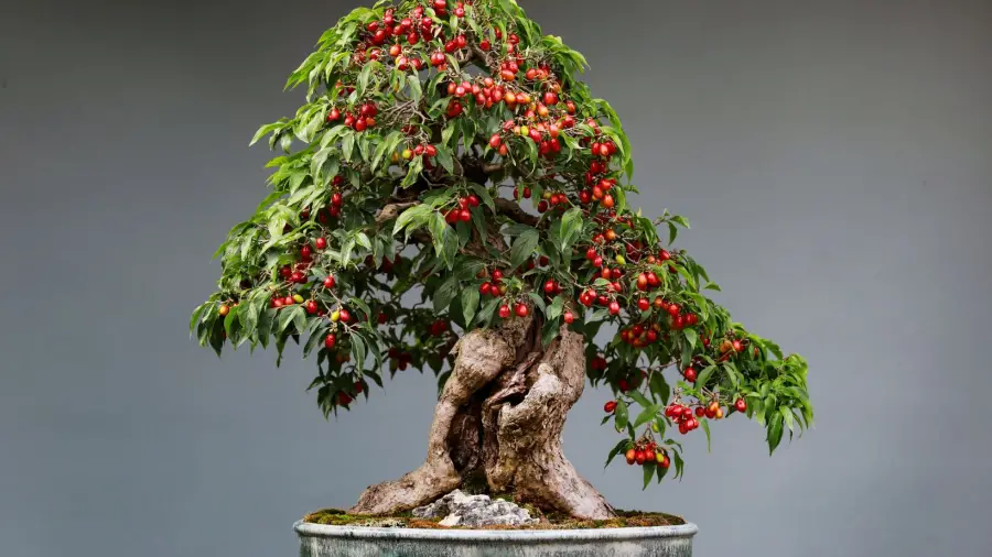 Bonsai-for-Beginners