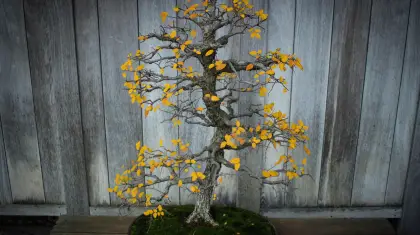 Bonsai-in-Different-Climates