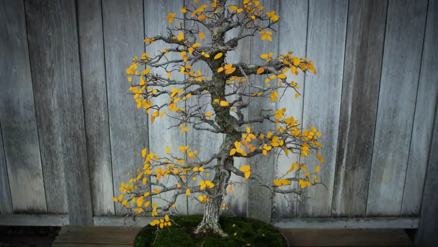 Bonsai-in-Different-Climates