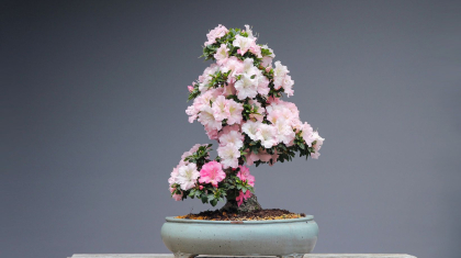 Indoor-Bonsai