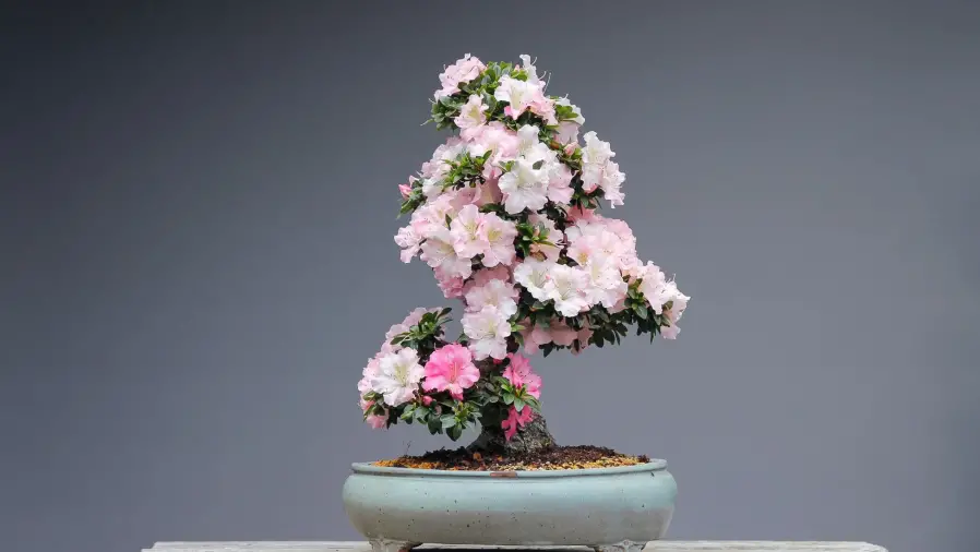 Indoor-Bonsai