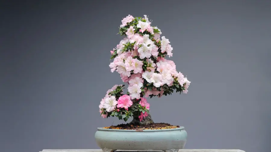 Indoor-Bonsai