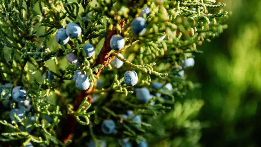 Juniper-Bonsai