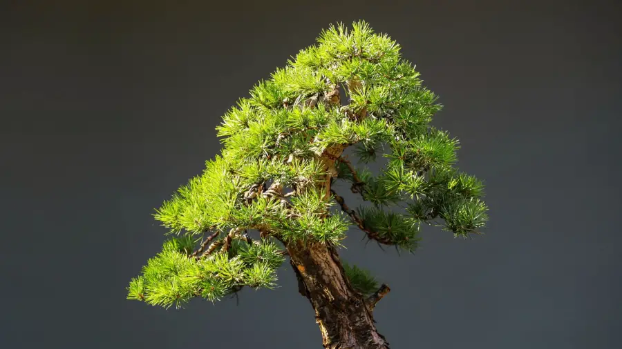 Magic-of-Bonsai
