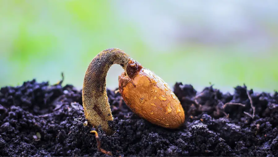Seed-to-Splendor