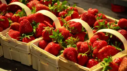 Strawberry-Gardening