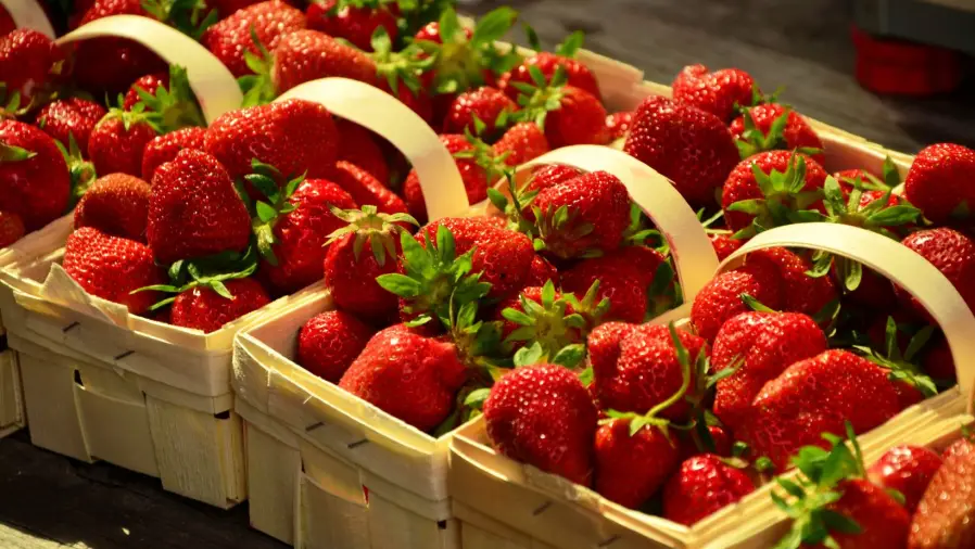 Strawberry-Gardening