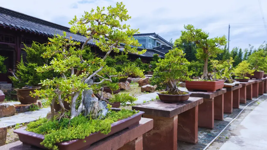 Zen-of-Bonsai