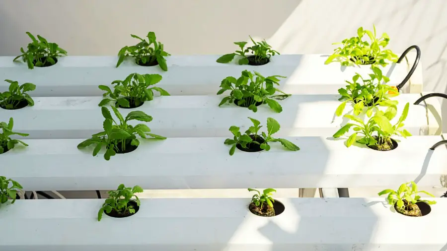 Balcony Gardening Vegetables