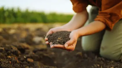 Best-Soil-for-Bonsai