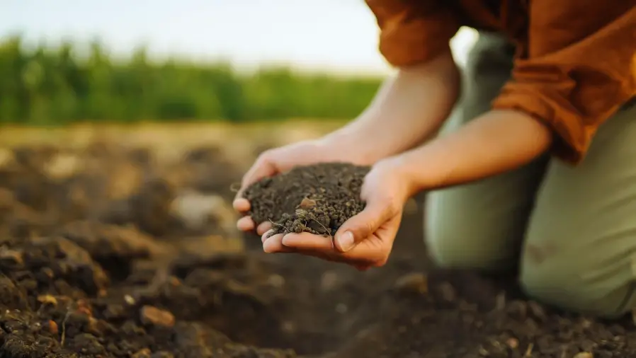 Best-Soil-for-Bonsai